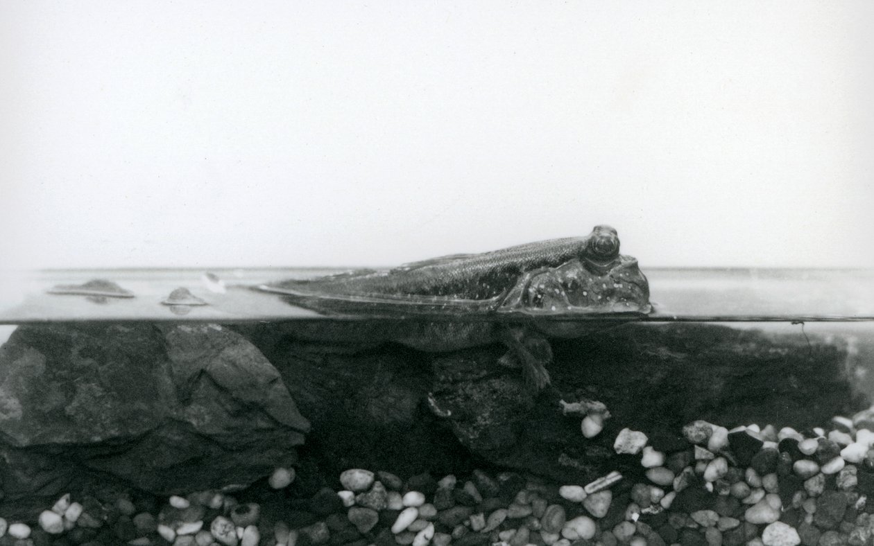 Um saltador de lama, descansando sobre rochas submersas, com a metade superior do seu corpo acima da água, no Jardim Zoológico de Londres. de Frederick William Bond