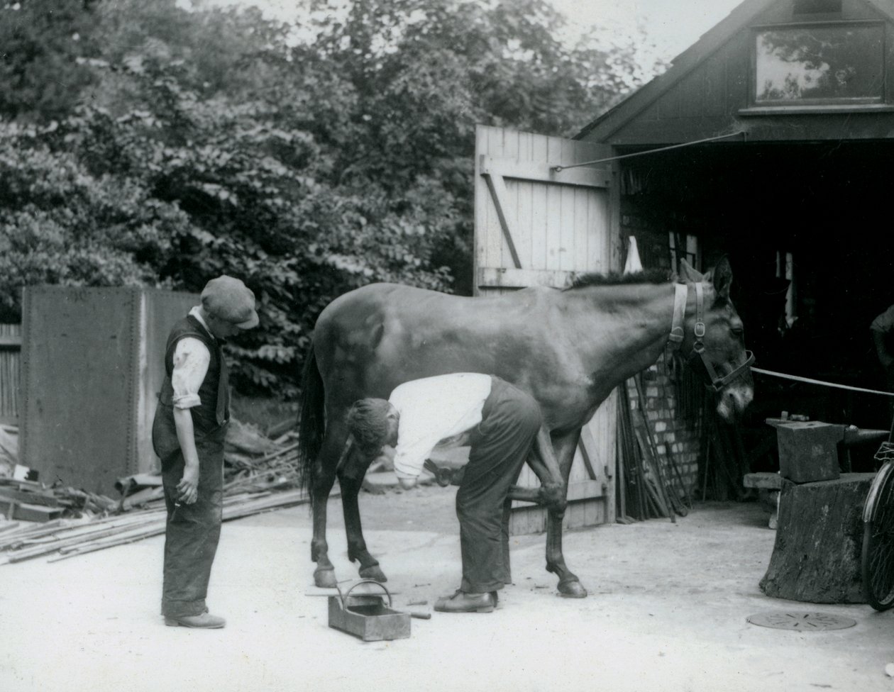 Uma mula sendo calçada no zoológico de Londres em 1924 de Frederick William Bond