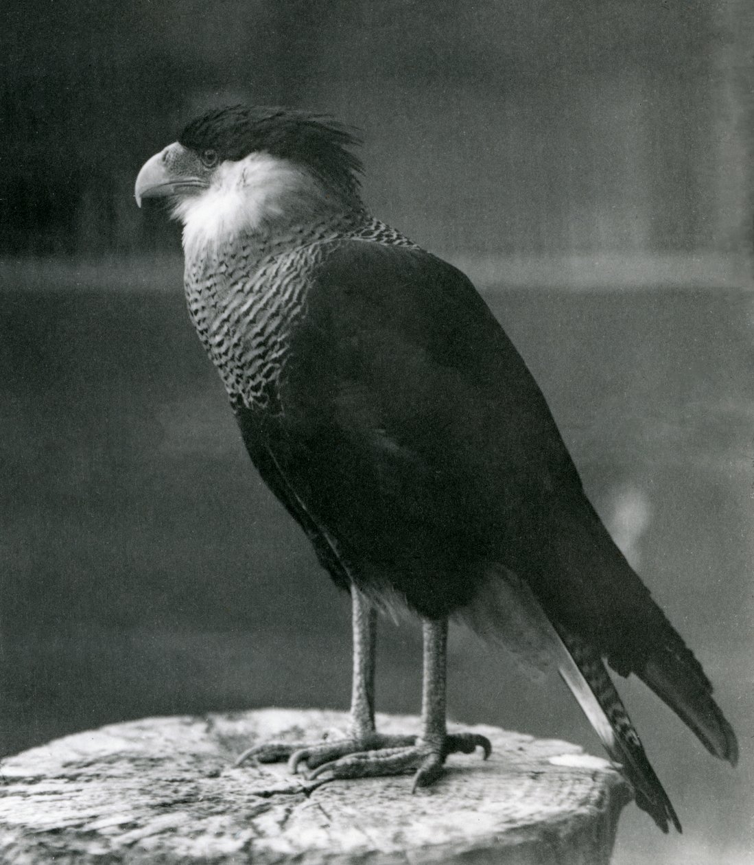 Um Caracara com Crista Norte no Zoológico de Londres, pré 1930 de Frederick William Bond