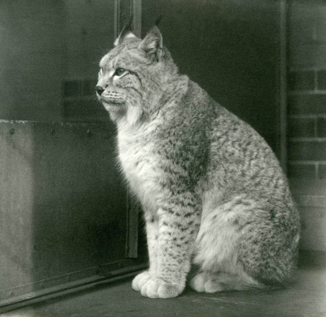 Um lince do norte, zoológico de Londres, fevereiro de 1925 de Frederick William Bond