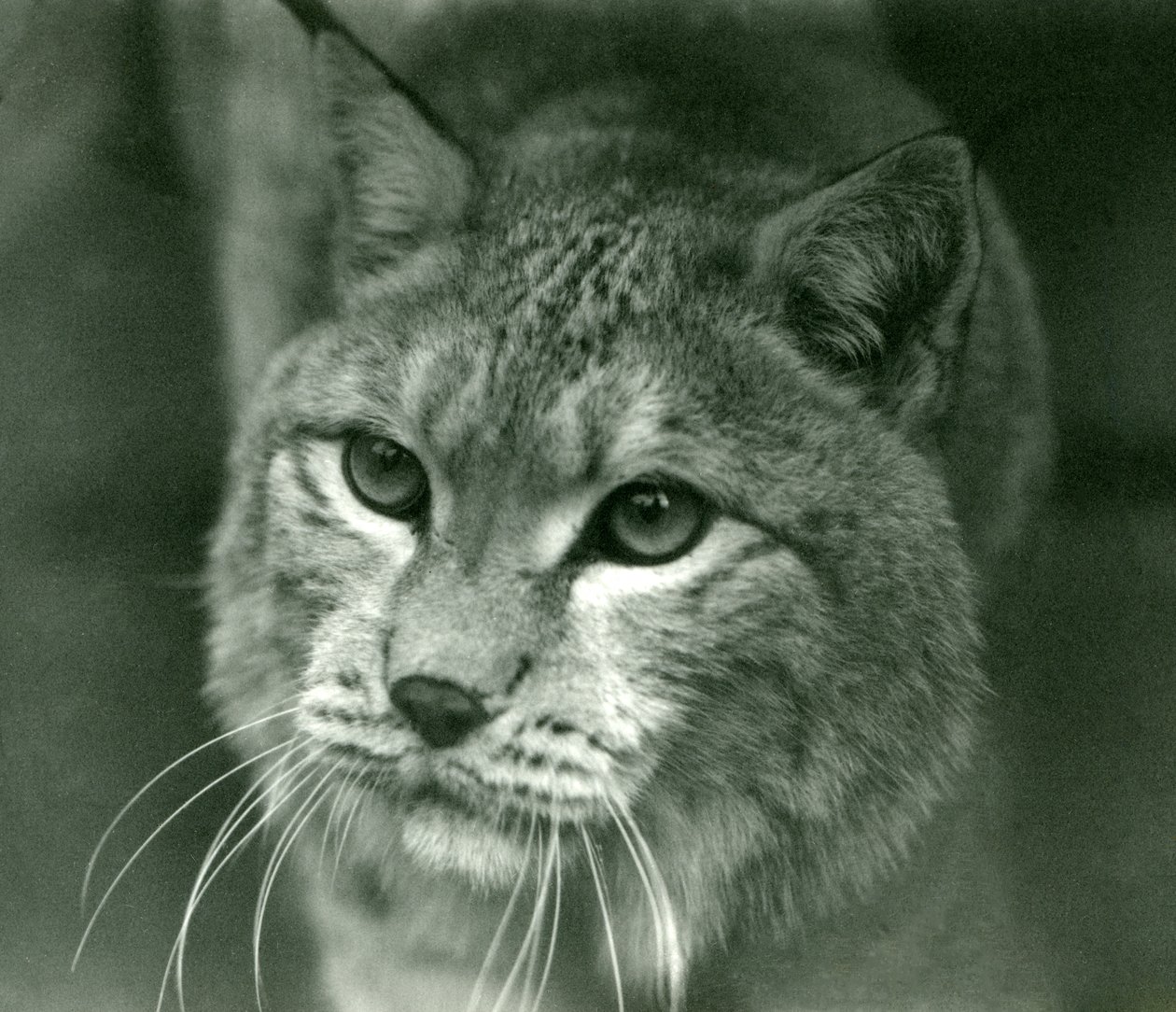 Um lince do norte, zoológico de Londres, fevereiro de 1925 de Frederick William Bond