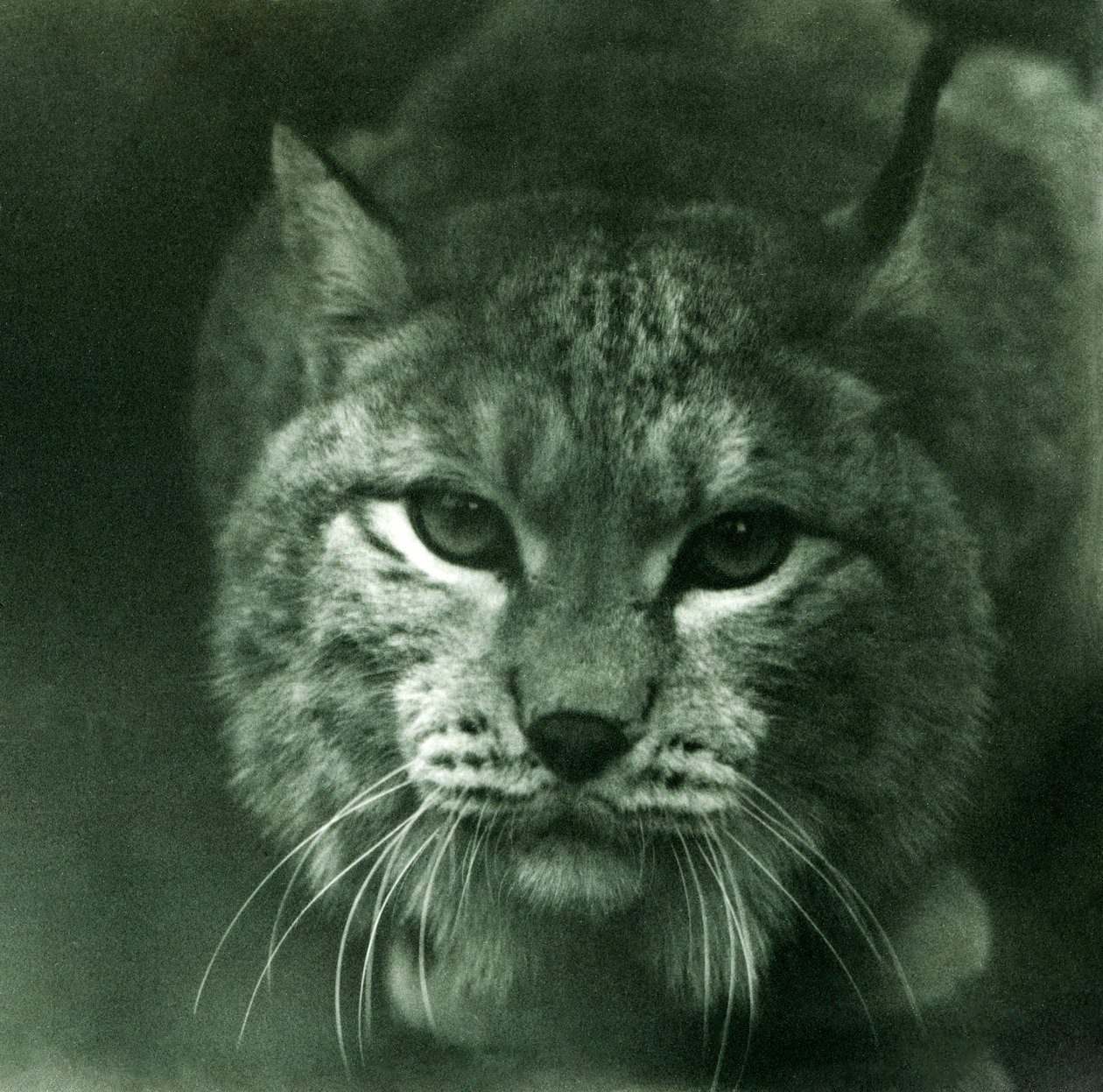 Um lince do norte, zoológico de Londres, fevereiro de 1925 de Frederick William Bond