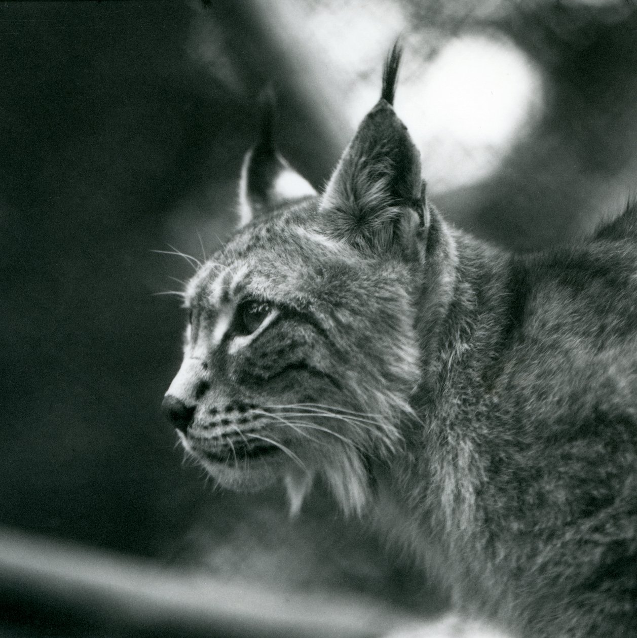Um lince do norte no zoológico de Londres, julho de 1925 de Frederick William Bond