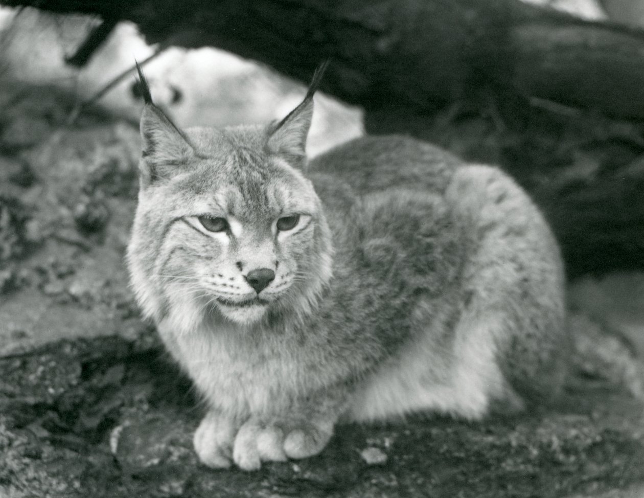 Um lince do norte sentado em uma pedra, zoológico de Londres, em outubro de 1925 de Frederick William Bond