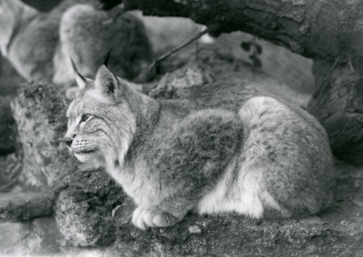 Um lince do norte sentado em uma pedra, zoológico de Londres, em outubro de 1925 de Frederick William Bond