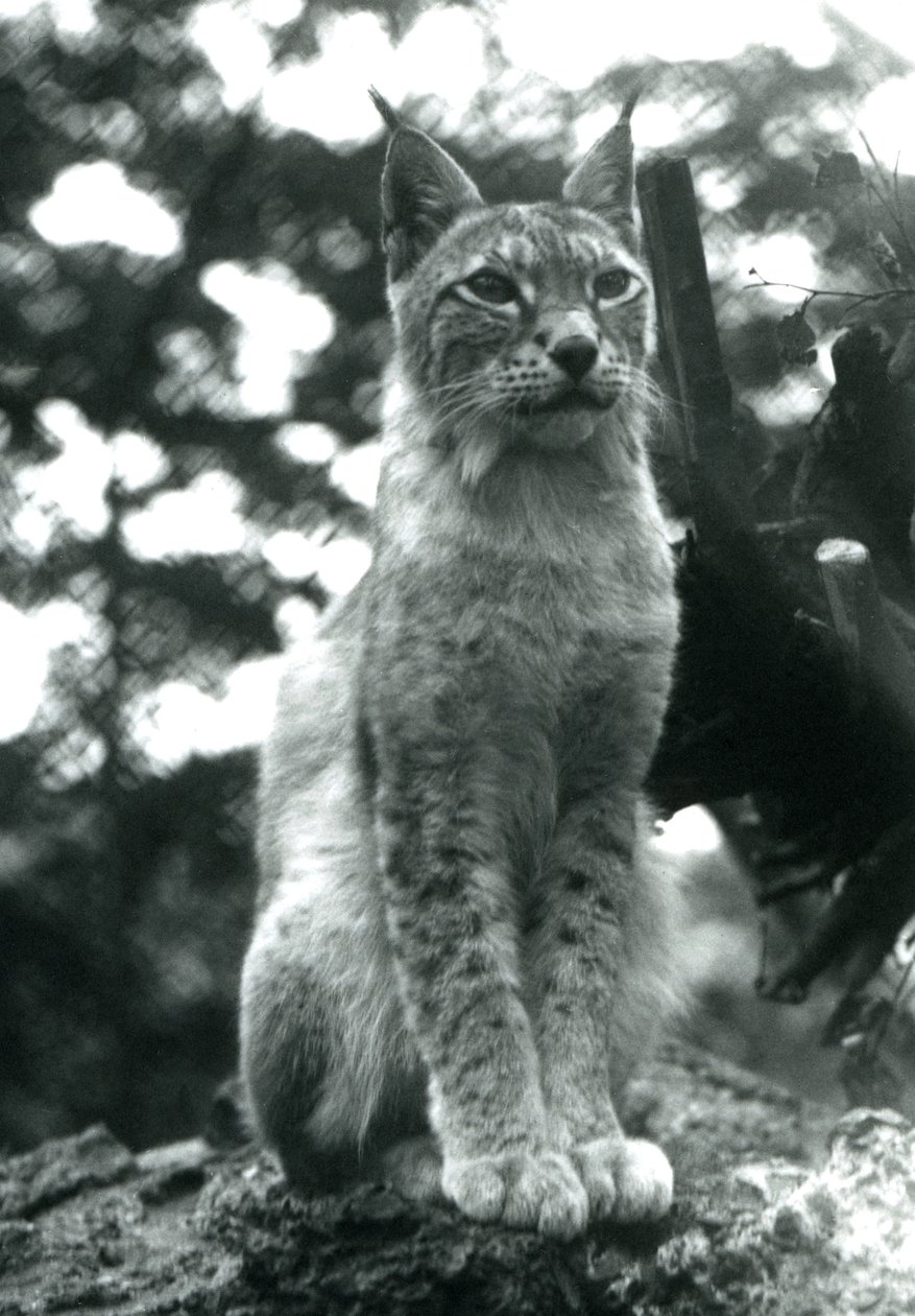 Um lince do norte sentado no zoológico de Londres, em julho de 1925 de Frederick William Bond