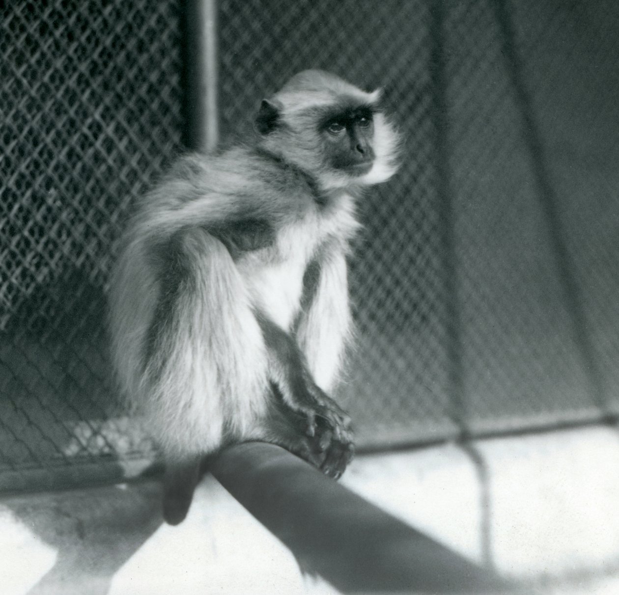 Um Langur cinzento das Planícies do Norte sentado num poleiro no seu recinto no Jardim Zoológico de Londres em 1928 (foto a p/b) de Frederick William Bond