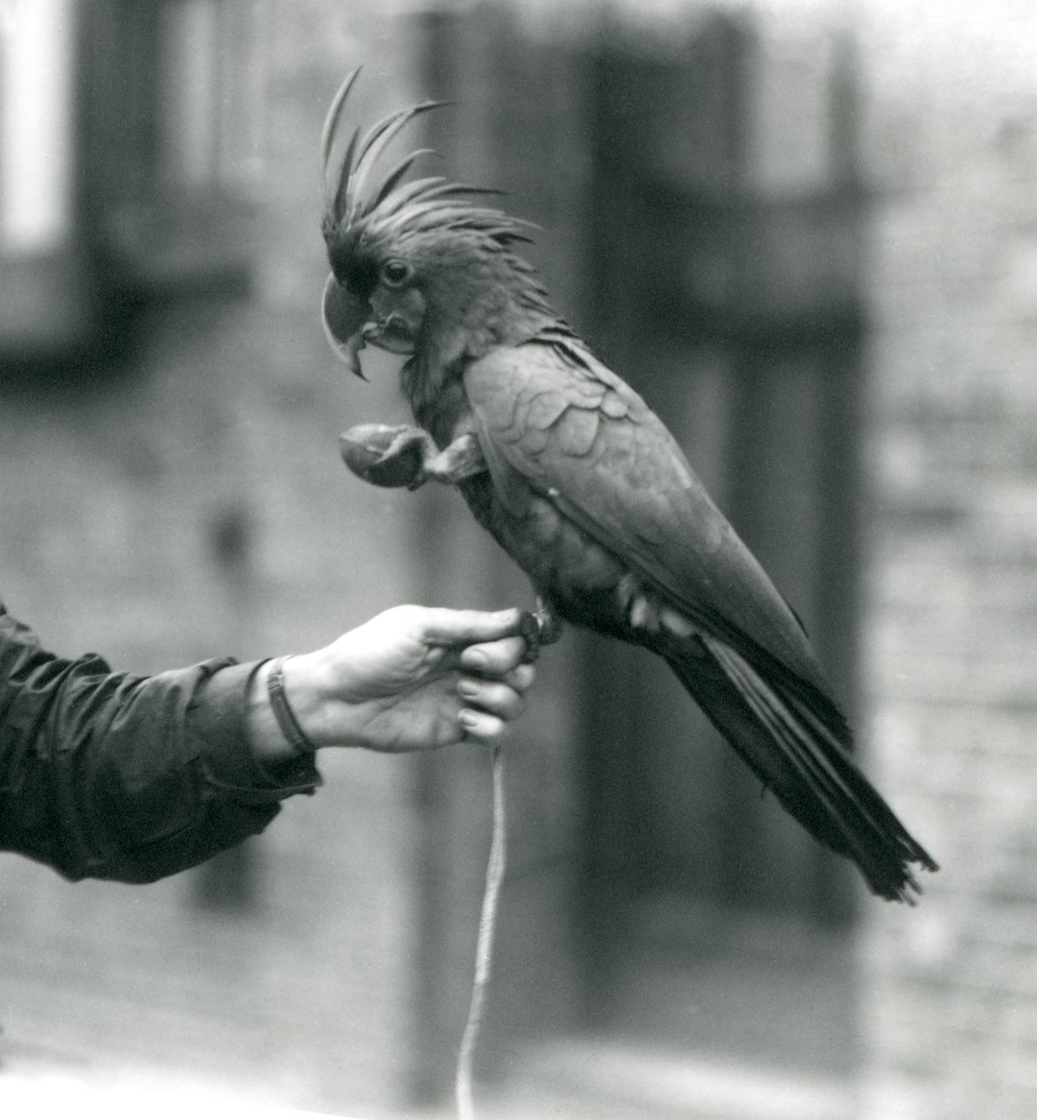 Uma cacatua preta de PalmGoliathGreat que prende no dedo de um depositário com um pé e que prende um deleite dado forma ovo no outro jardim zoológico de nLondon, setembro de 1927. de Frederick William Bond