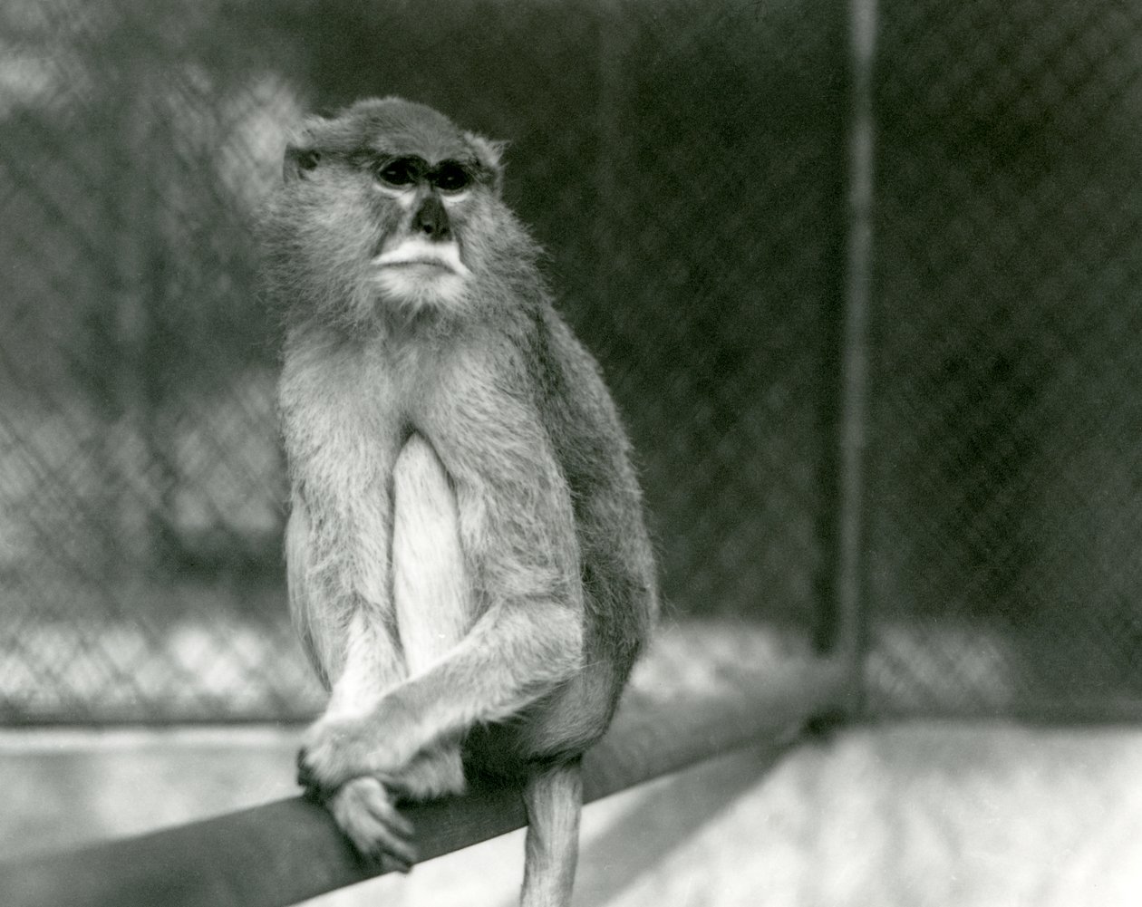 Um Macaco Patas/Wadi/Hussar sentado numa sucursal no Jardim Zoológico de Londres em 1928 (foto a p/b) de Frederick William Bond