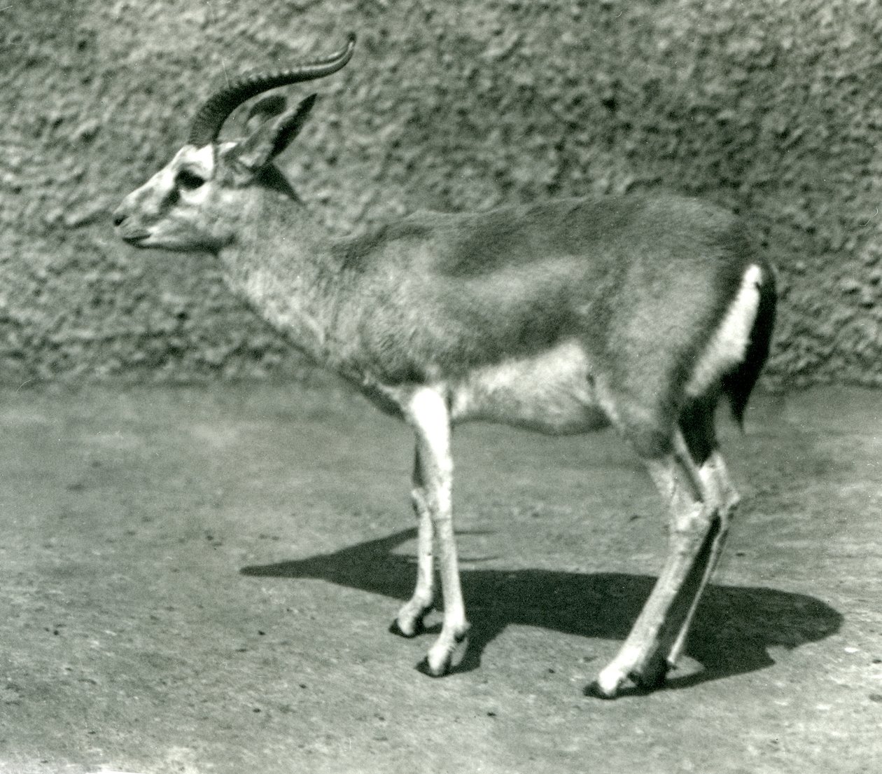 Uma gazela persa no zoológico de Londres em junho de 1925 de Frederick William Bond