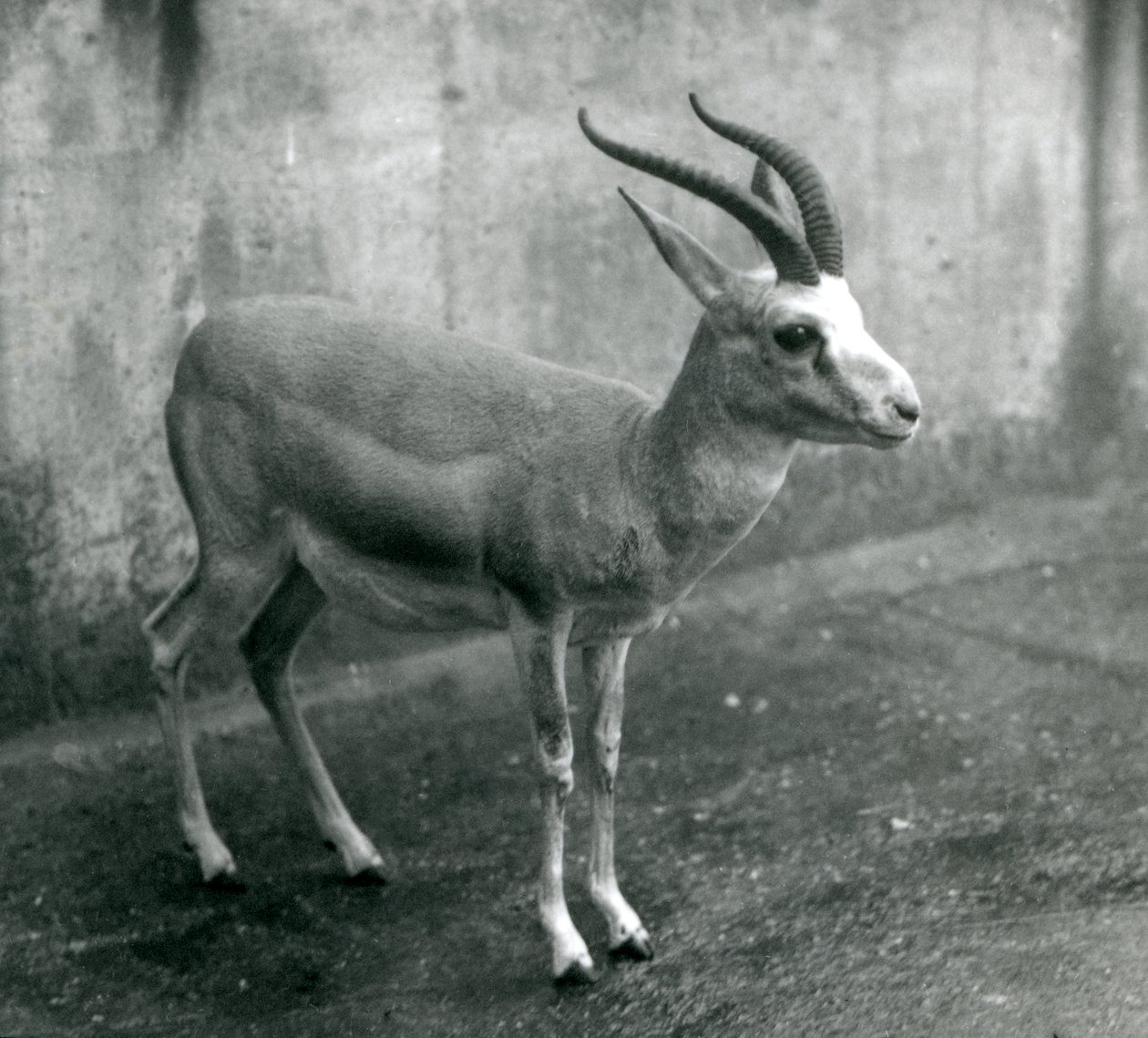 Gazela persa, bipartida ou de cauda negra no zoológico de Londres, agosto de 1927 de Frederick William Bond