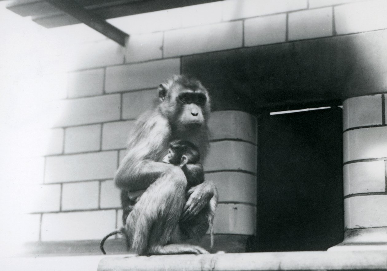 Um Macaque de cauda de porco segurando seu bebê sentado em uma saliência de azulejos em seu recinto no Zoológico de Londres em 1928 (foto a p/b) de Frederick William Bond