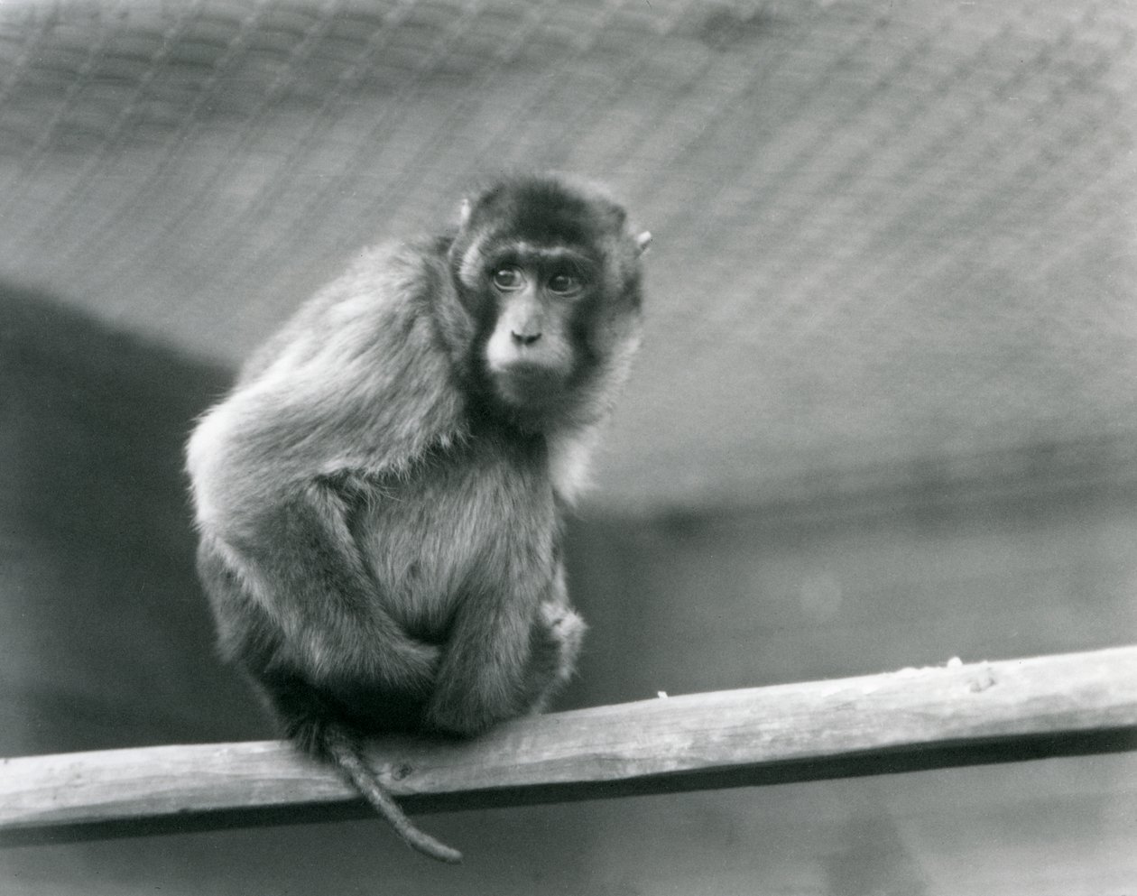 Um Macaque de cauda de porco sentado num poleiro no seu recinto no Jardim Zoológico de Londres (foto a p/b) de Frederick William Bond