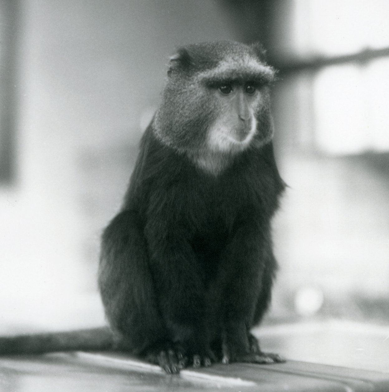 Um Macaco Pluto, ou Macaco Azul, sentado num banco, no Jardim Zoológico de Londres de Frederick William Bond