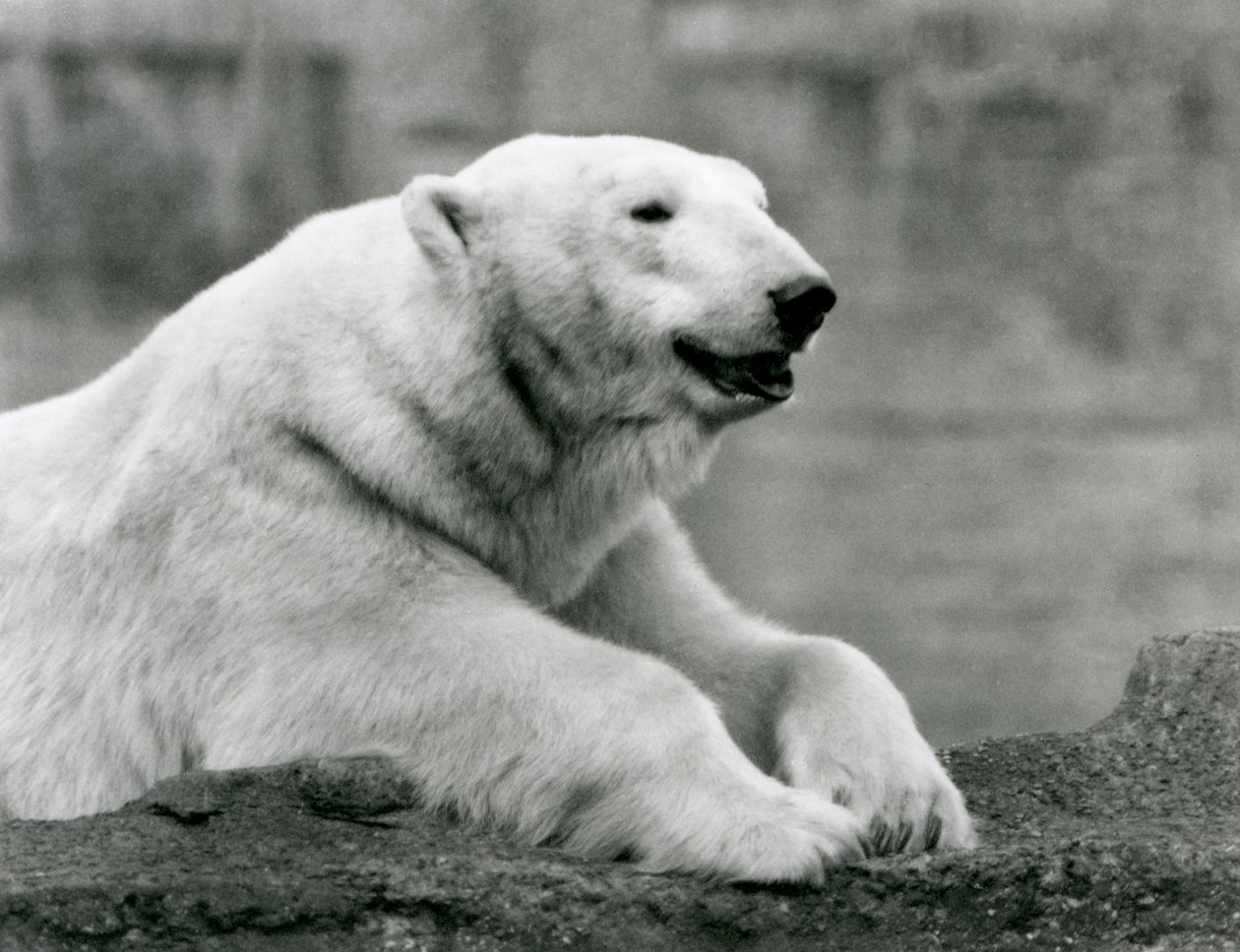 Um Urso Polar descansando em um parapeito rochoso no Zoológico de Londres em 1931 (foto a p/b) de Frederick William Bond