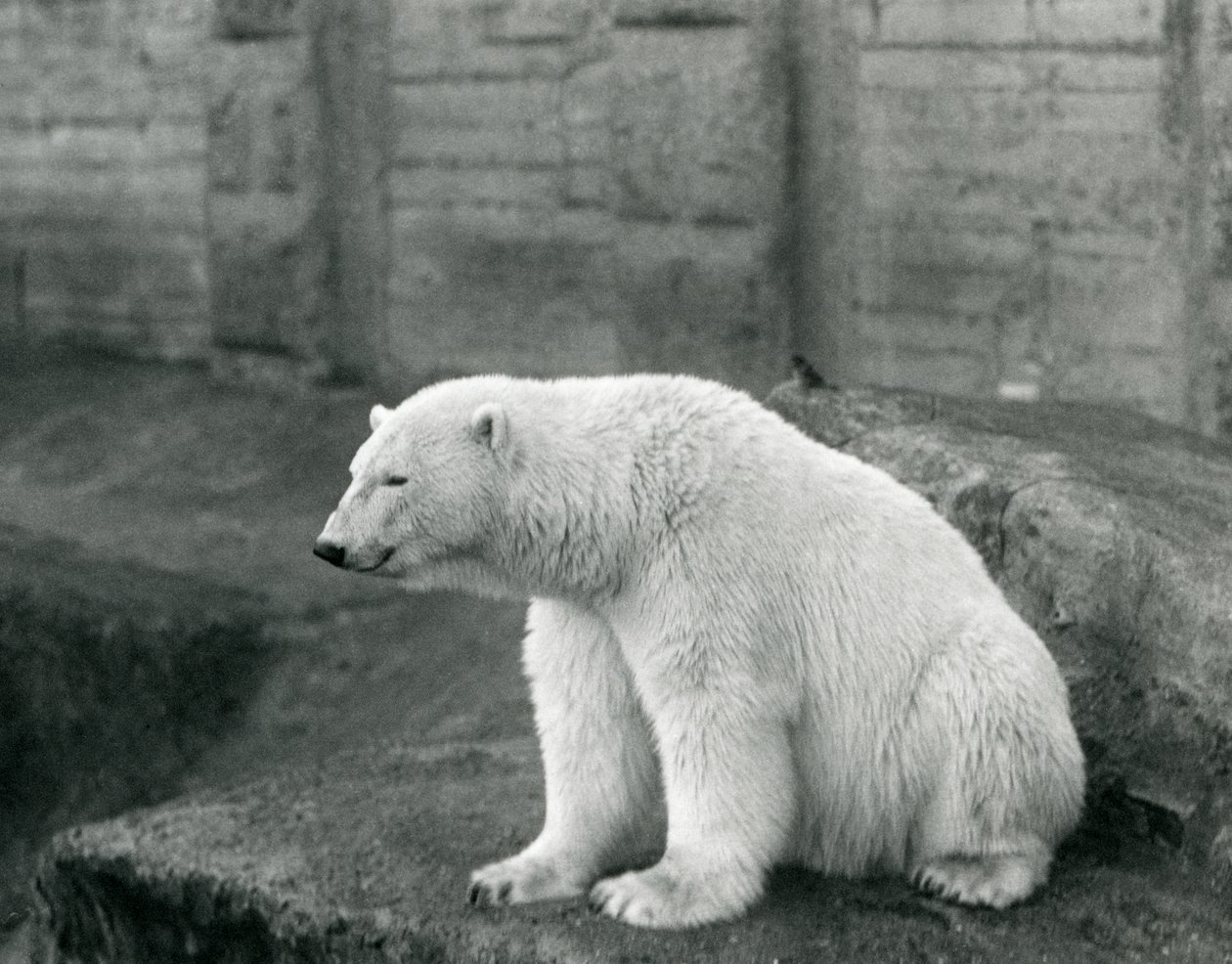 Um urso polar sentado em uma borda rochosa no zoológico de Londres em setembro de 1927 de Frederick William Bond
