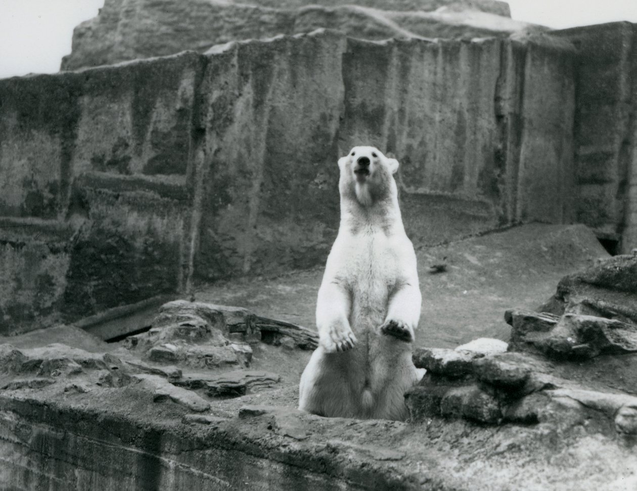 Um Urso Polar sentado no seu recinto na base do Mappin Terraces no Zoo de Londres em Setembro de 1928 (foto a p/b) de Frederick William Bond