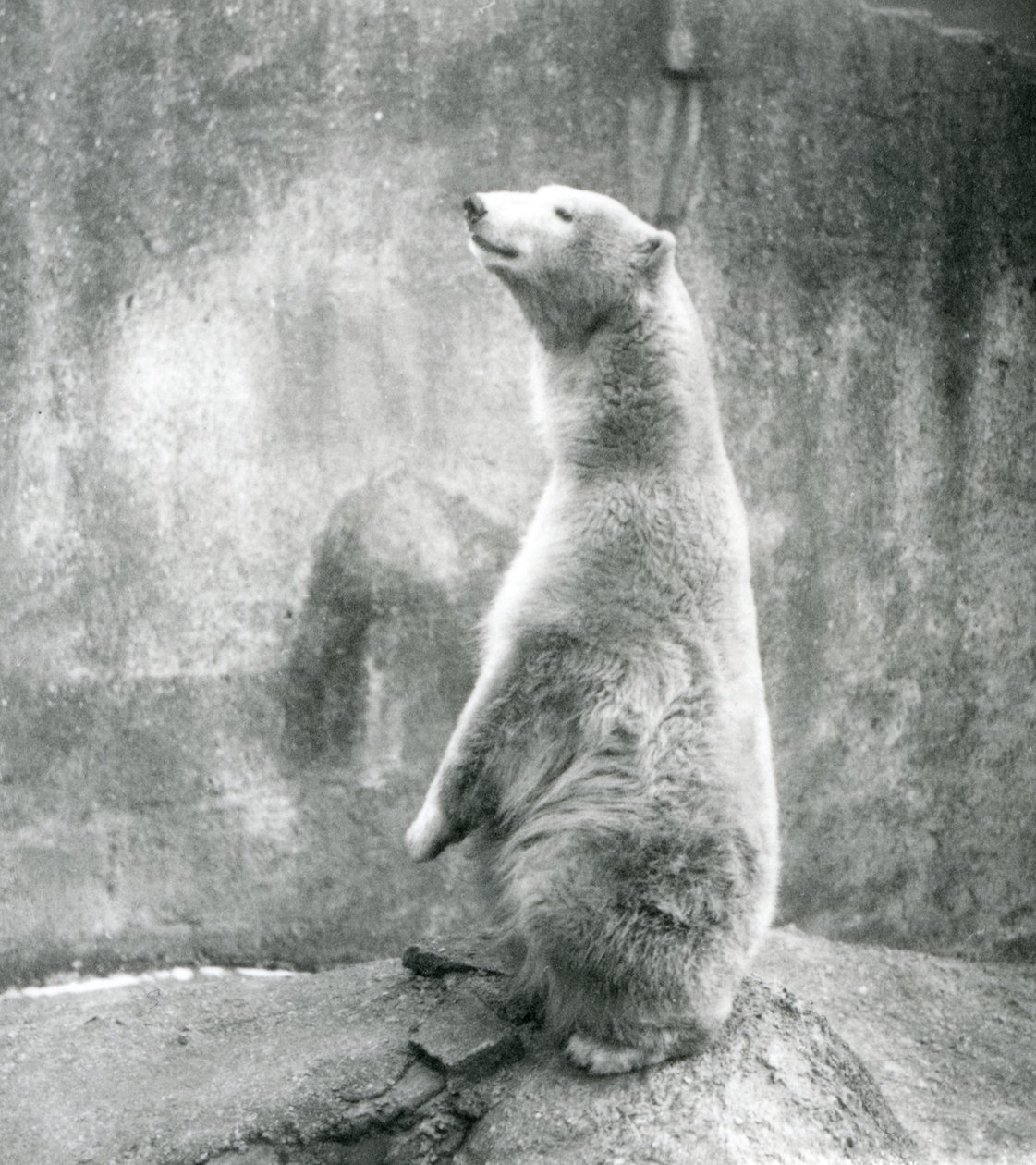 Um Urso Polar sentado nas suas assombrações no Zoo de Londres em 1929 (foto a p/b) de Frederick William Bond