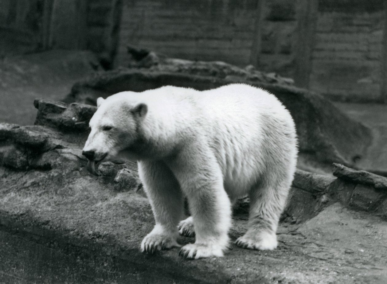 Um Urso Polar na borda do seu recinto na base do Mappin Terraces, Jardim Zoológico de Londres, Setembro de 1928 (foto a p/b) de Frederick William Bond
