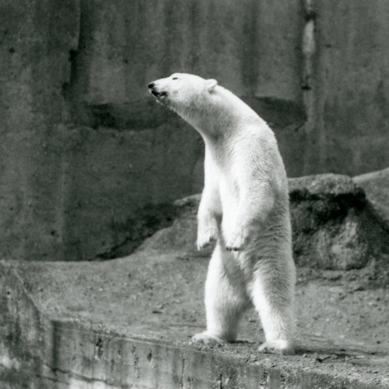 Um Urso Polar de pé, nas patas traseiras, na extremidade do seu recinto no Mappin Terraces, no Jardim Zoológico de Londres de Frederick William Bond