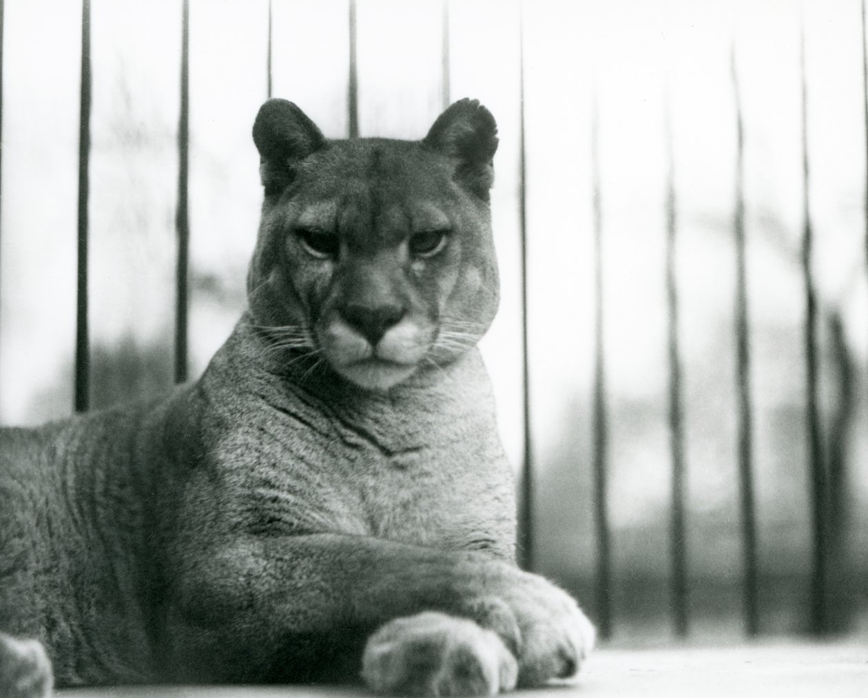 Um Puma/Cougar/Mountain Lion/Catamount descansando no Jardim Zoológico de Londres em 1931 (foto a p/b) de Frederick William Bond