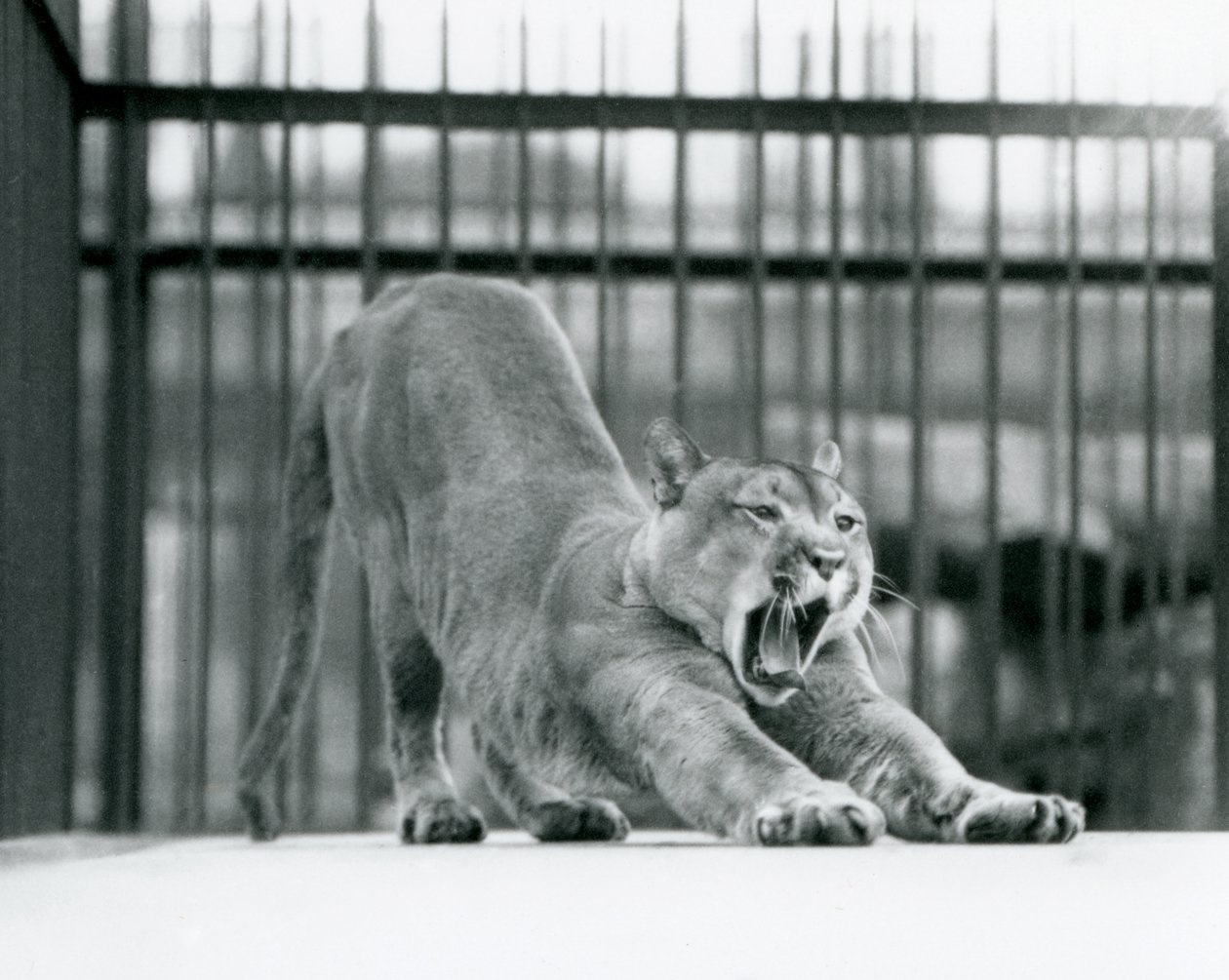 Um Leão de Montanha Puma Cougar bocejando e se espreguiçando no Zoológico de Londres em junho de 1925 de Frederick William Bond