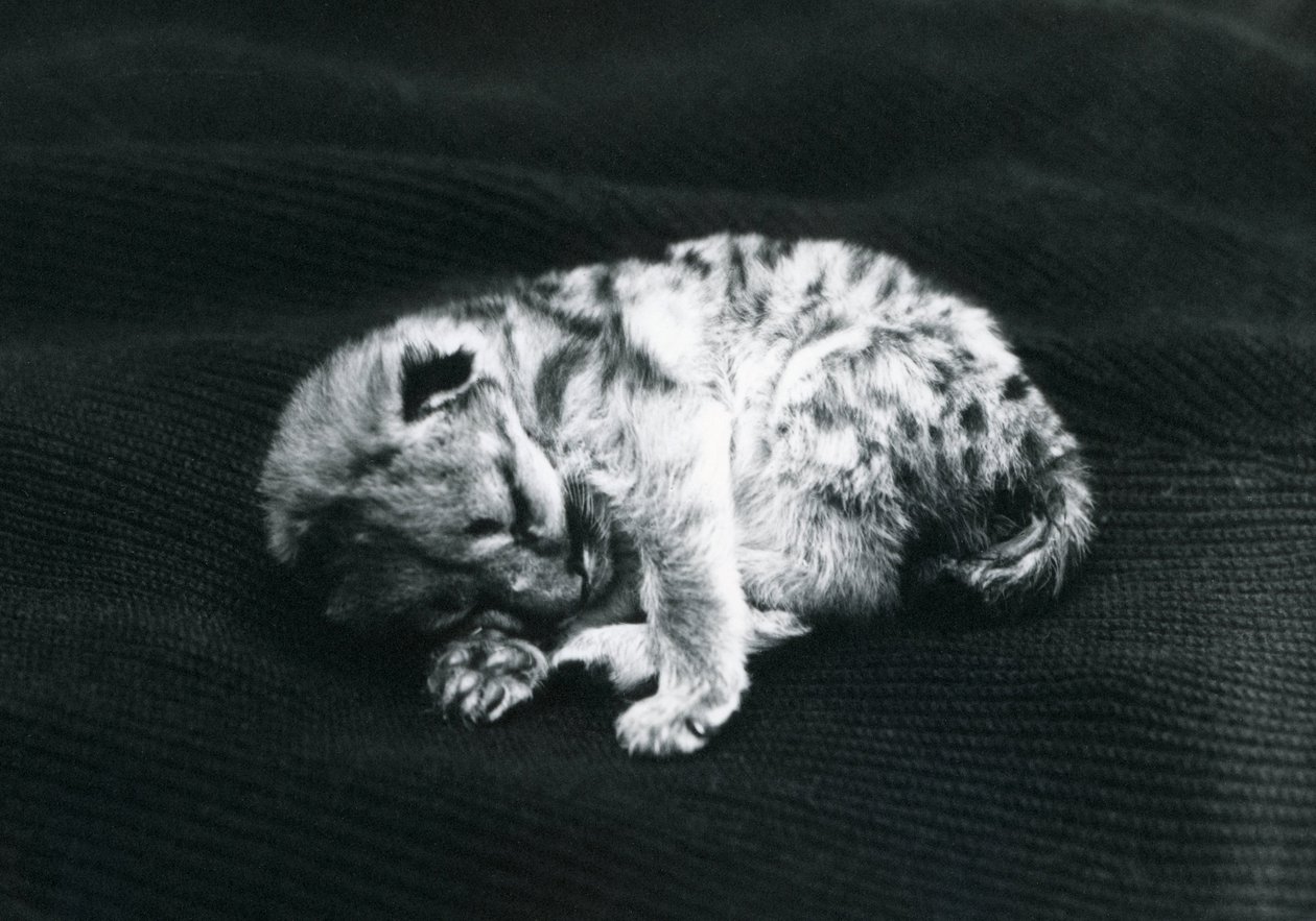 Um filhote de puma no zoológico de Londres de Frederick William Bond