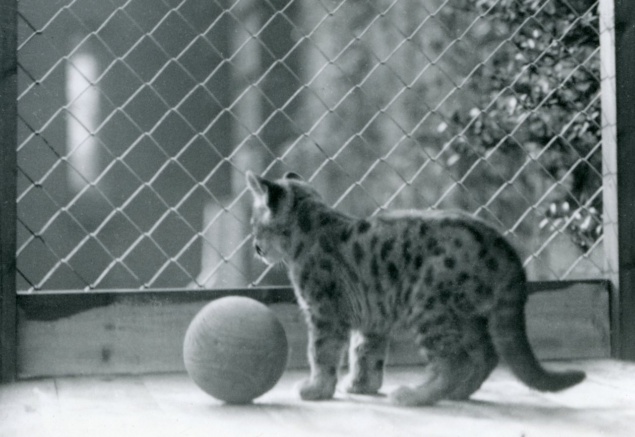 Um gatinho Puma, com uma bola, olhando para fora do seu recinto, o zoológico de Londres, 1923 de Frederick William Bond