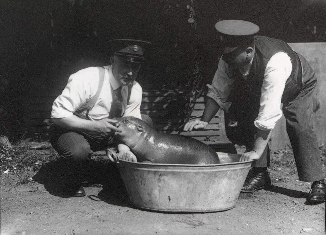 Um hipopótamo pigmeu tendo um mergulho no ZSL London Zoo, em agosto de 1928 de Frederick William Bond
