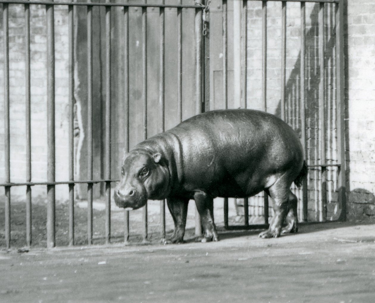 Um hipopótamo pigmeu no zoológico de Londres em 1927 de Frederick William Bond