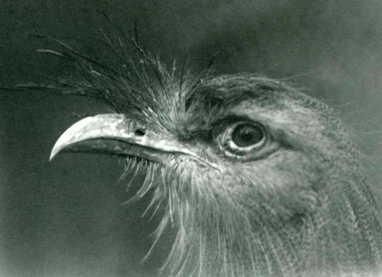 Uma seriema de pernas vermelhas no zoológico de Londres em 1924 de Frederick William Bond