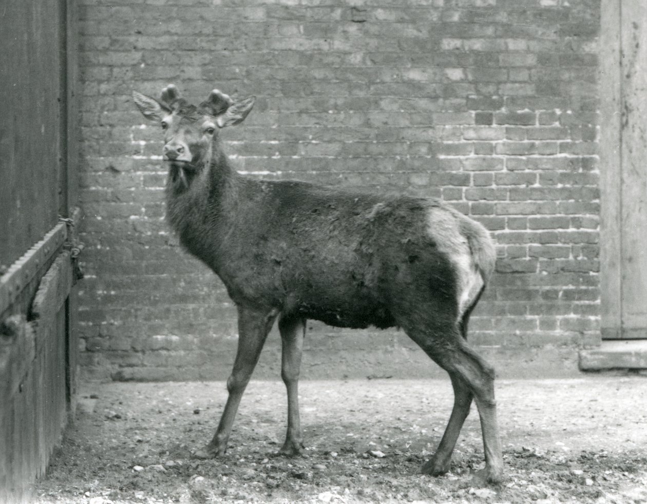 Um veado com chifres de cervo vermelho, Jardim Zoológico de Londres, Agosto de 1928 (foto a p/b) de Frederick William Bond
