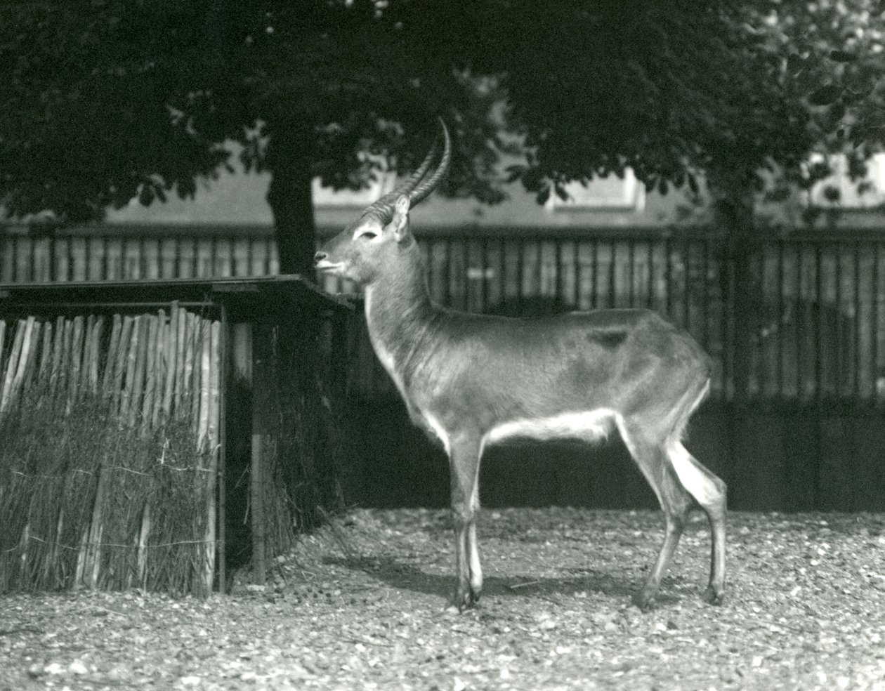 Um Lechwe Vermelho no Zoológico de Londres, julho de 1924 de Frederick William Bond