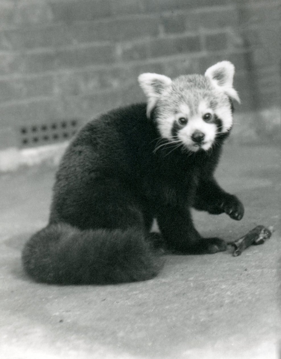 Uma panda vermelha que senta-se no jardim zoológico de Londres, 1917. de Frederick William Bond