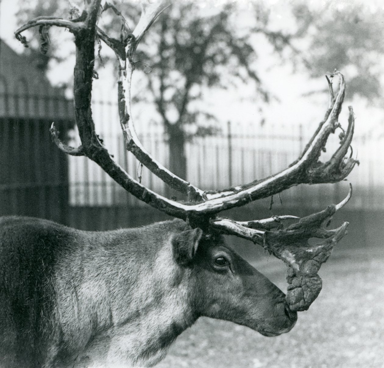 Um veado de rena que solta veludo dos seus chifres, no Jardim Zoológico de Londres de Frederick William Bond