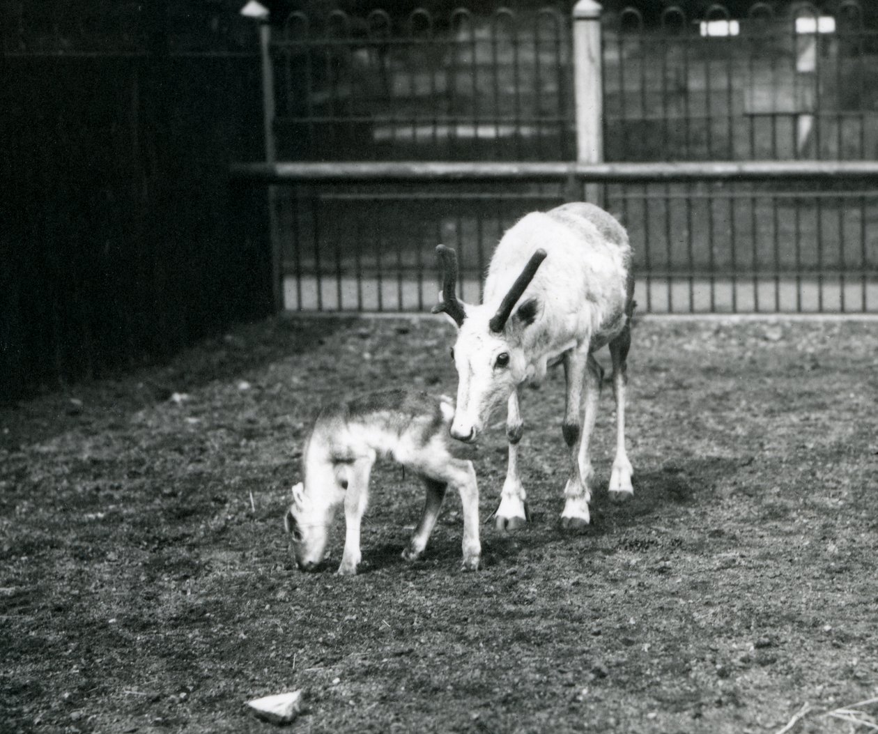 Uma rena com seu filhote no zoológico de Londres, em março de 1914 de Frederick William Bond