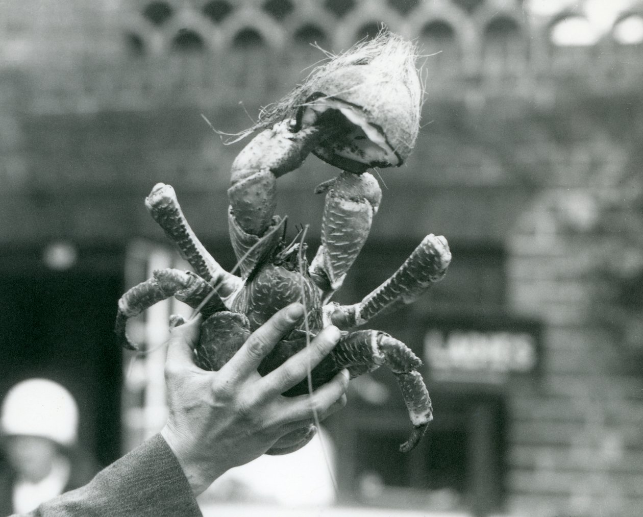 Um RobberCoconut Crab, segurando meio coco, sendo segurado por um guardião no London Zoo em 1927 de Frederick William Bond