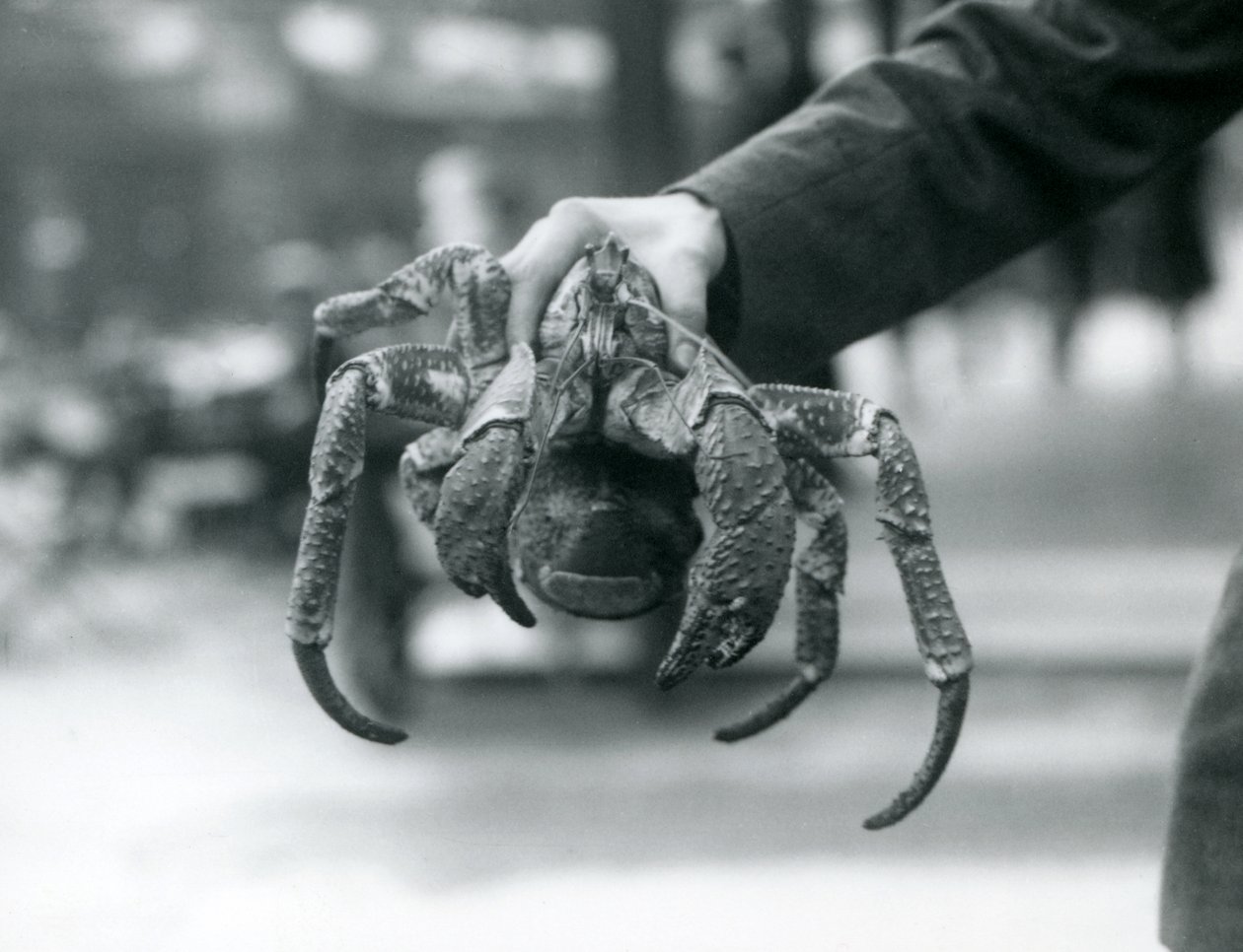 Um Robber Crab, ou Coconut Crab sendo segurado por um guarda no London Zoo, em julho de 1927 de Frederick William Bond