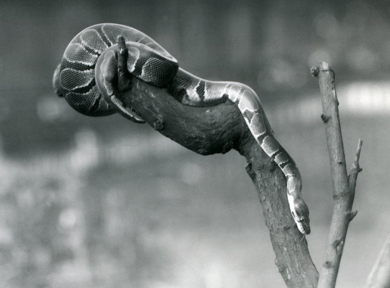 Um RoyalBall Python percorre uma filial no zoológico de Londres em outubro de 1925 de Frederick William Bond