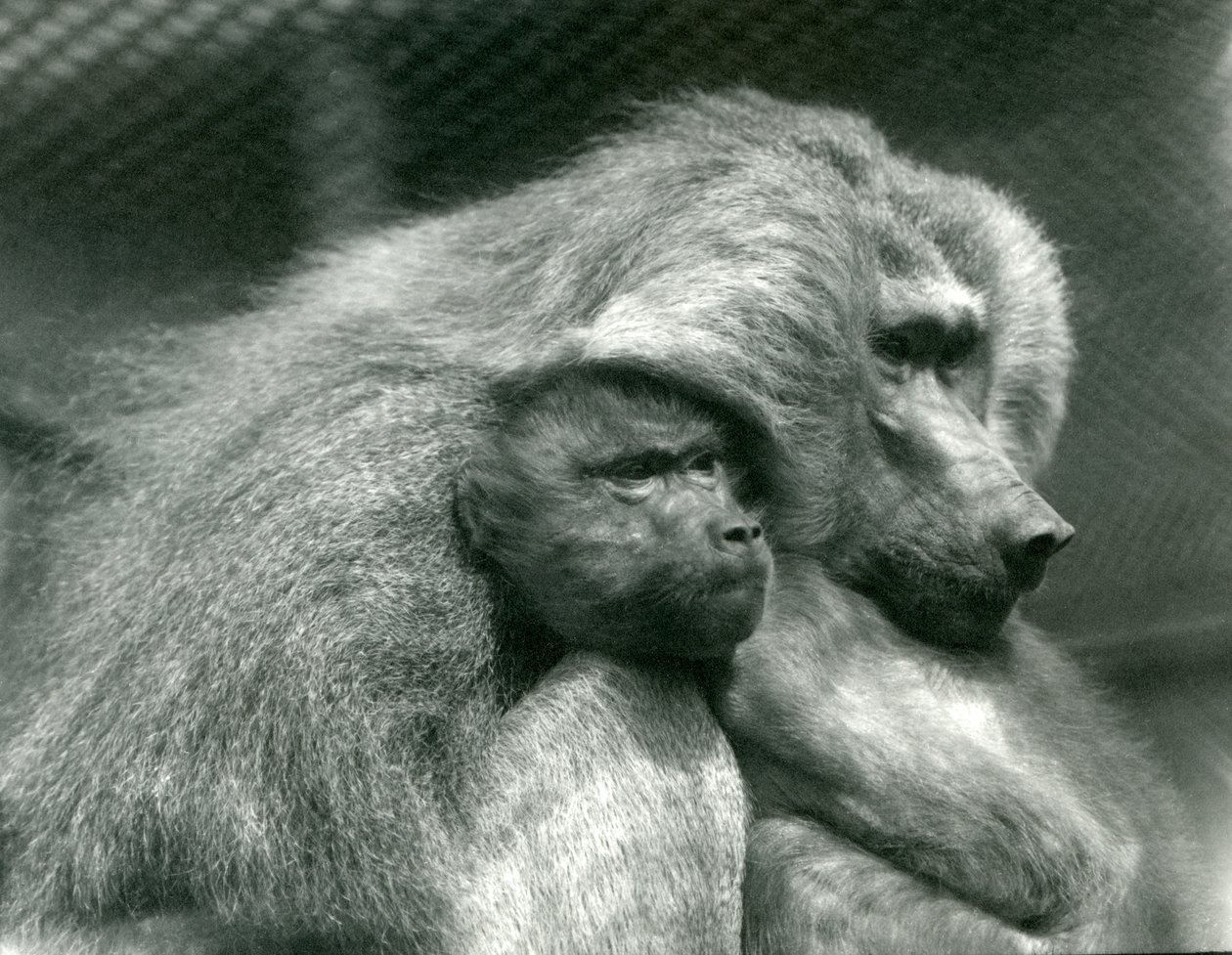 Um babuíno sagrado com seus filhotes no zoológico de Londres, julho de 1924 de Frederick William Bond