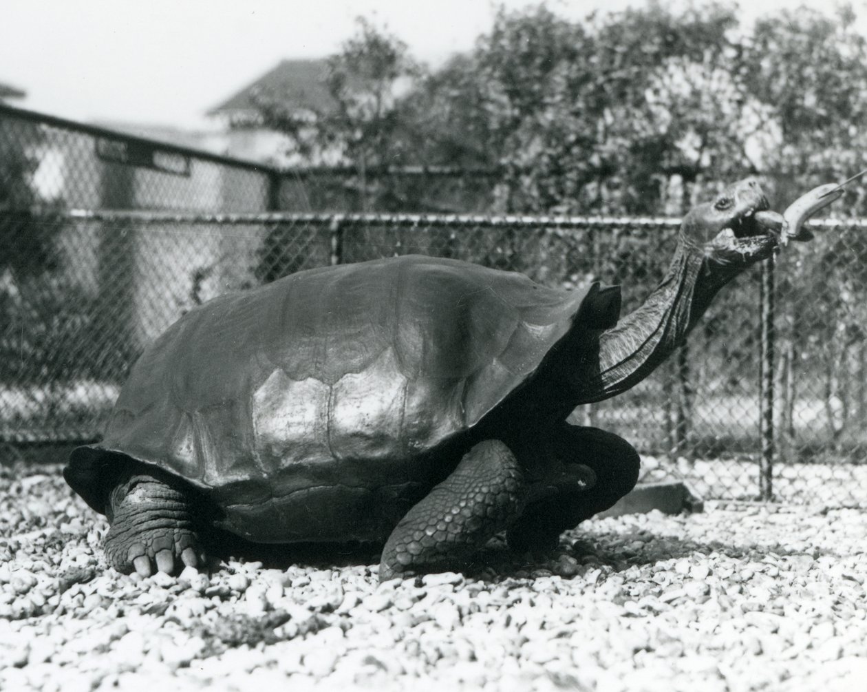 Um Saddleback, Galápagos Tartaruga sendo alimentada com uma banana em um bastão (foto a p/b) de Frederick William Bond