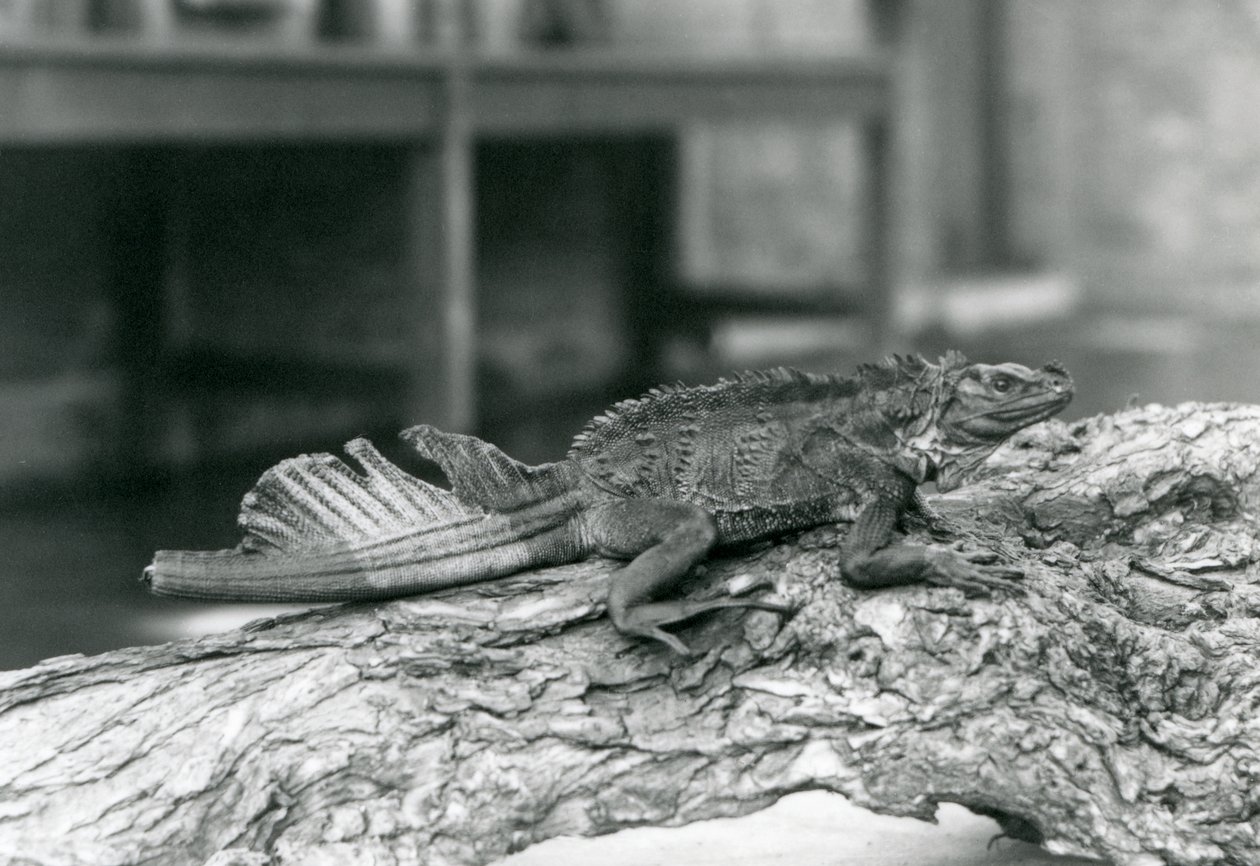 Um Lagarto Sailfin Lizard, com cauda danificada, descansando num tronco no Jardim Zoológico de Londres em 1928 (foto a p/b) de Frederick William Bond
