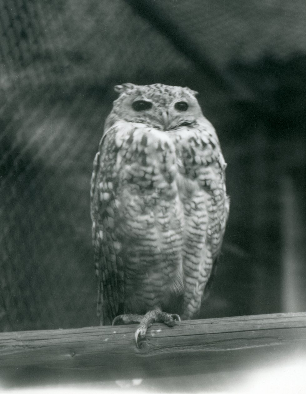 A Savingys Pharaoh Eagle-coruja descansando em um galho no zoológico de Londres, em setembro de 1925 de Frederick William Bond