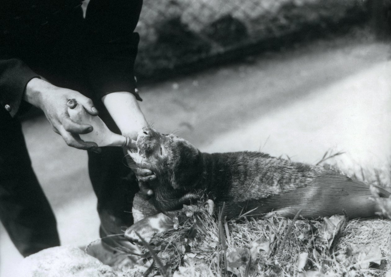 Um filhote de foca sendo alimentado por seu guarda-chuva, o zoológico de Londres, em agosto de 1925 de Frederick William Bond