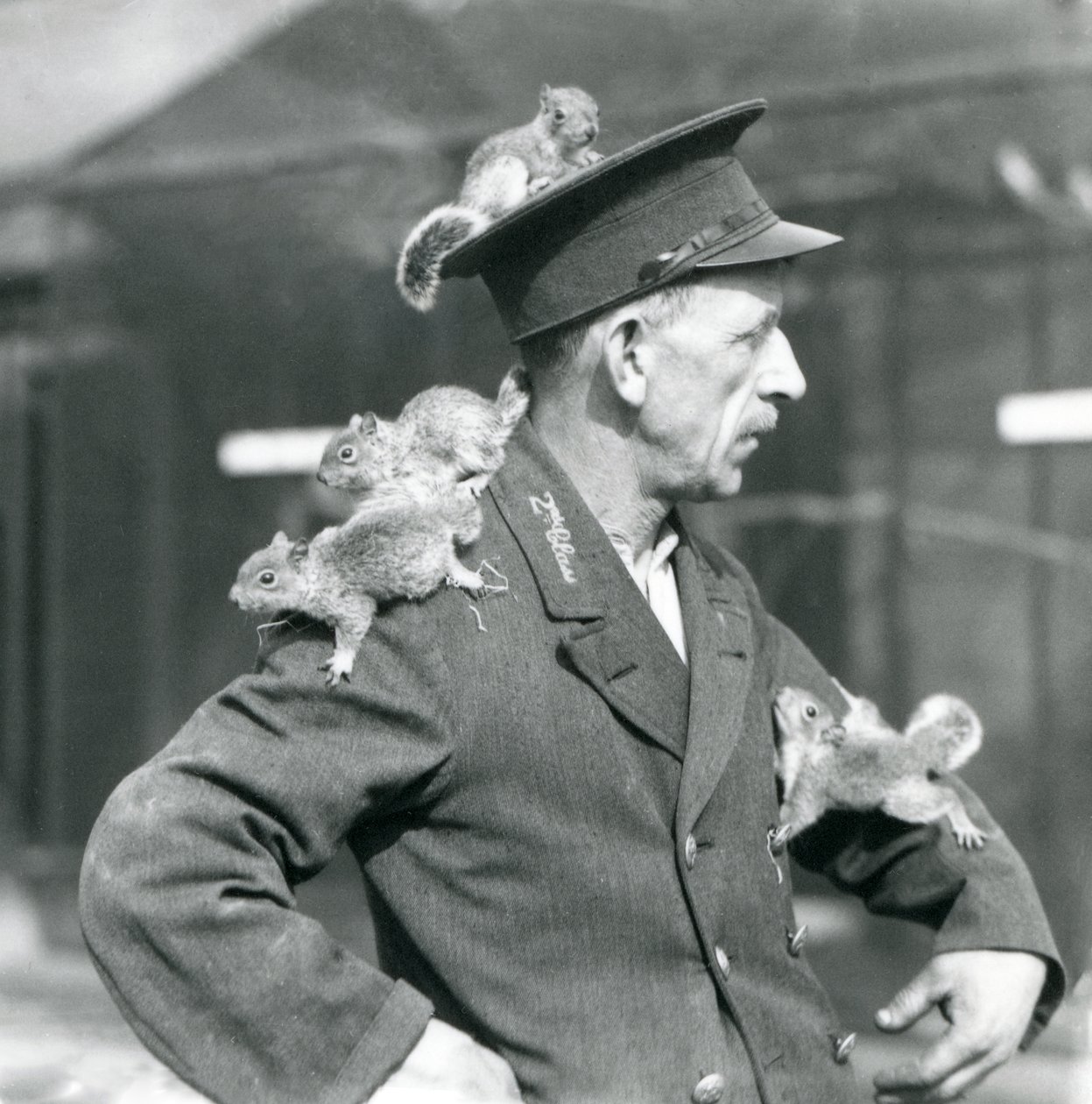Um Guardião de Segunda Classe com quatro jovens Esquilos Cinzentos a subir no seu chapéu e casaco de uniforme, no Jardim Zoológico de Londres de Frederick William Bond