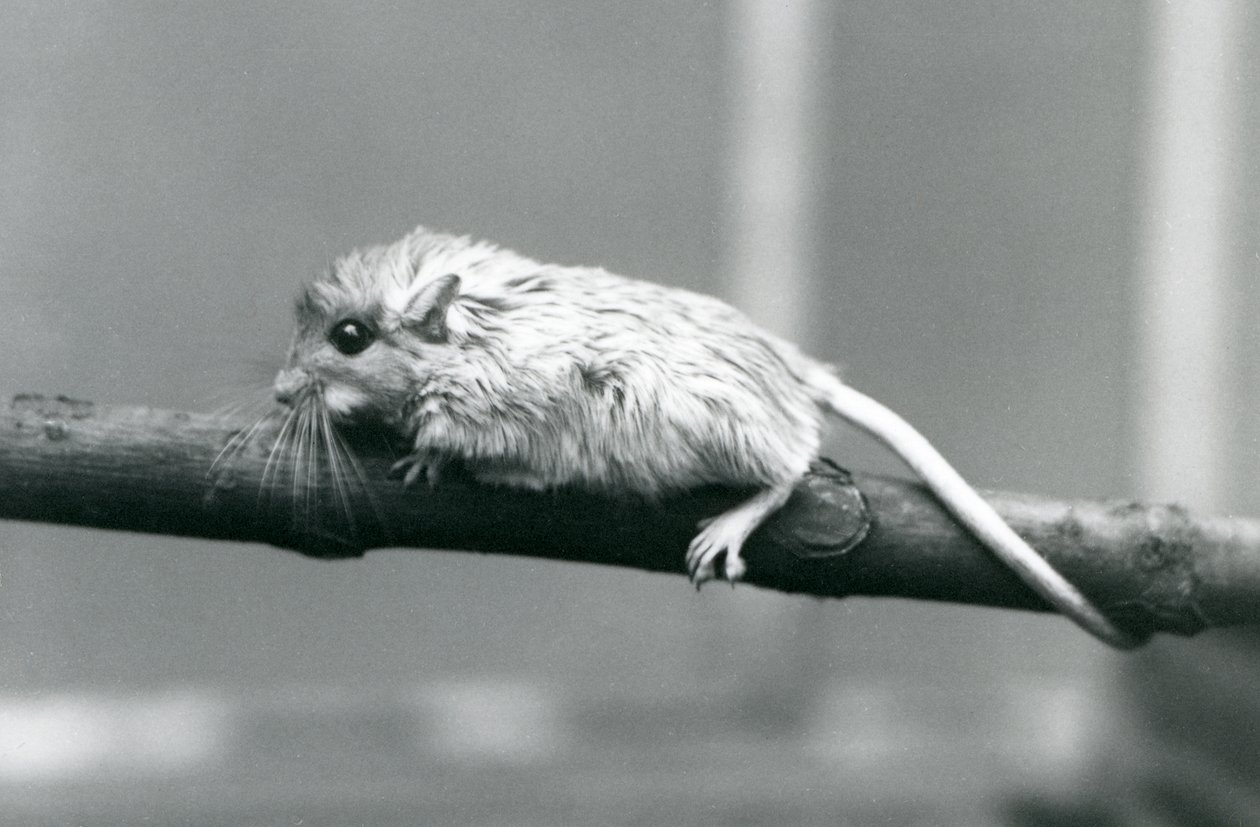Um Shaws Jird que escala ao longo de um ramo no jardim zoológico de Londres em 1927. de Frederick William Bond