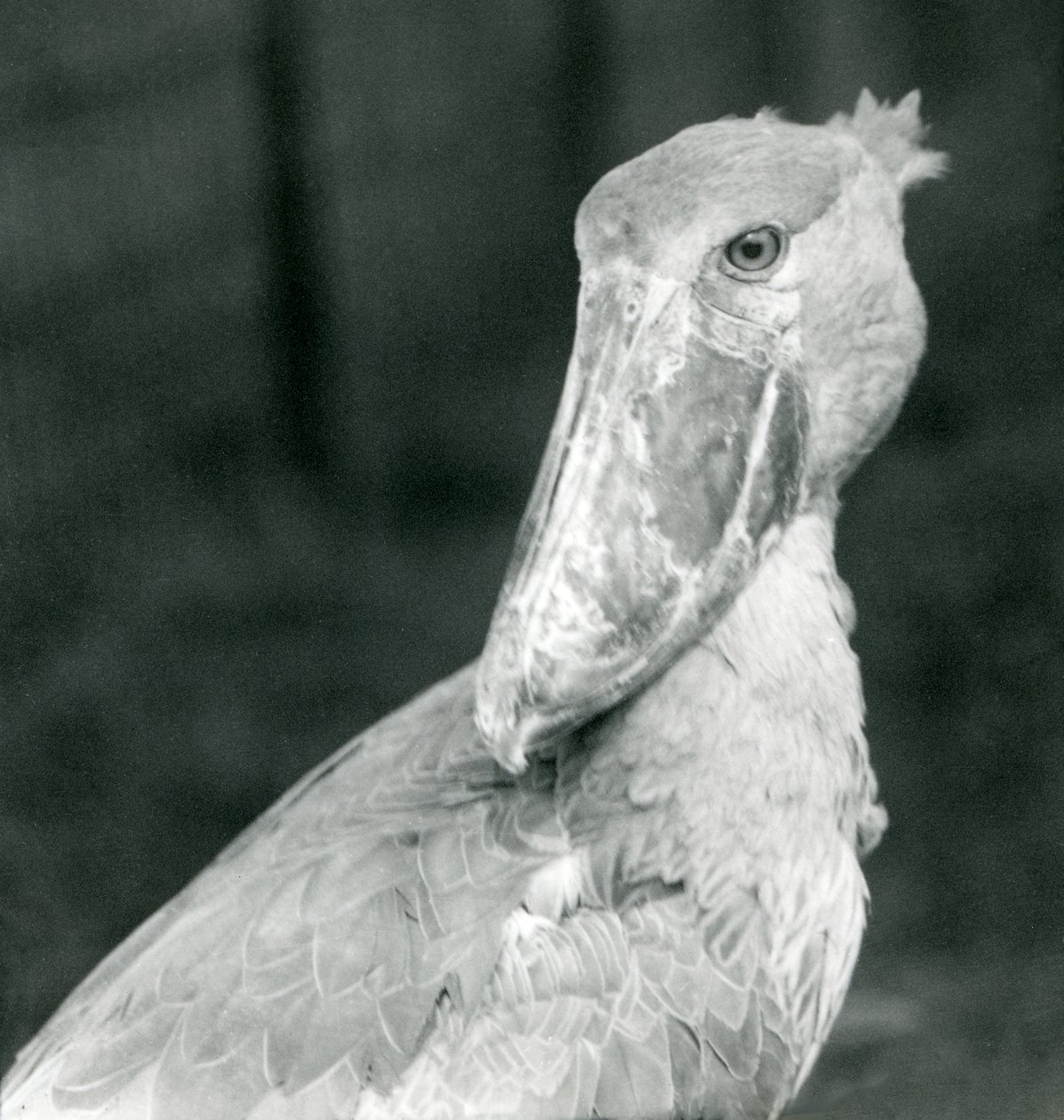 Uma cegonha de sapato, jardim zoológico de Londres, julho de 1926 de Frederick William Bond