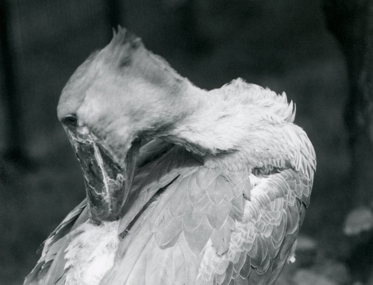 Um Shoebill preening suas penas no zoológico de Londres em 1926 de Frederick William Bond