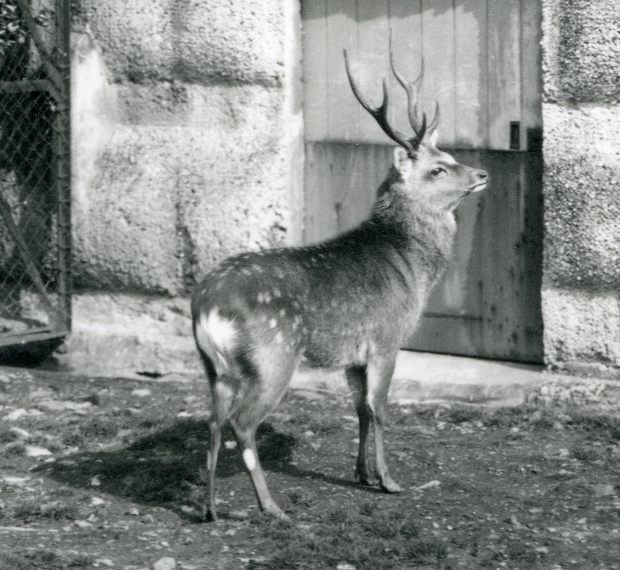 Um SikaJapaneseSpotted Stag em pé no seu recinto, no Zoológico de Londres, em agosto de 1927 de Frederick William Bond
