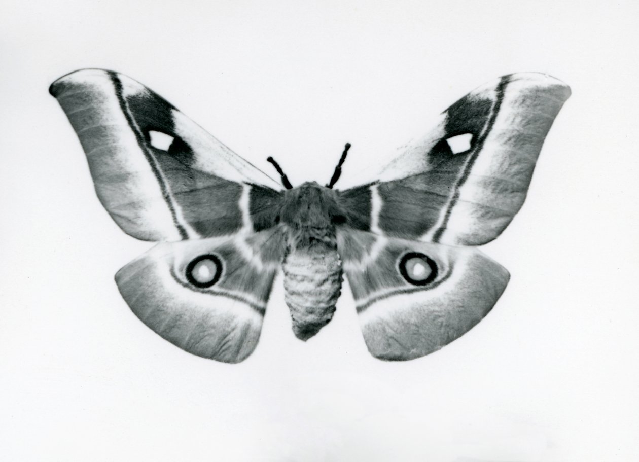 Um Silkmoth, Bunaea caffraria, no zoológico de Londres, antes de 1930 de Frederick William Bond